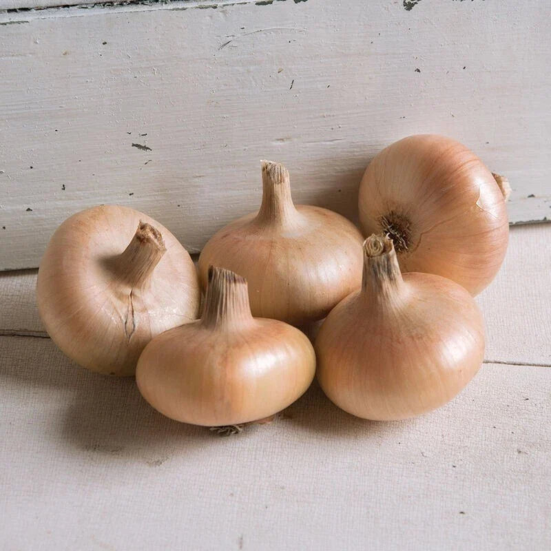 500 Gold Coin Onion Seeds - Non-GMO Specialty Onion Variety (Allium cepa) for Home Gardening and Culinary Use