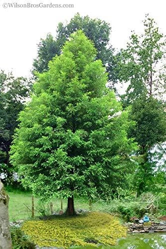 Bald Cypress Seeds | 10 Pack | Exotic Evergreen Tree | Taxodium distichum | Low Maintenance Garden Plant