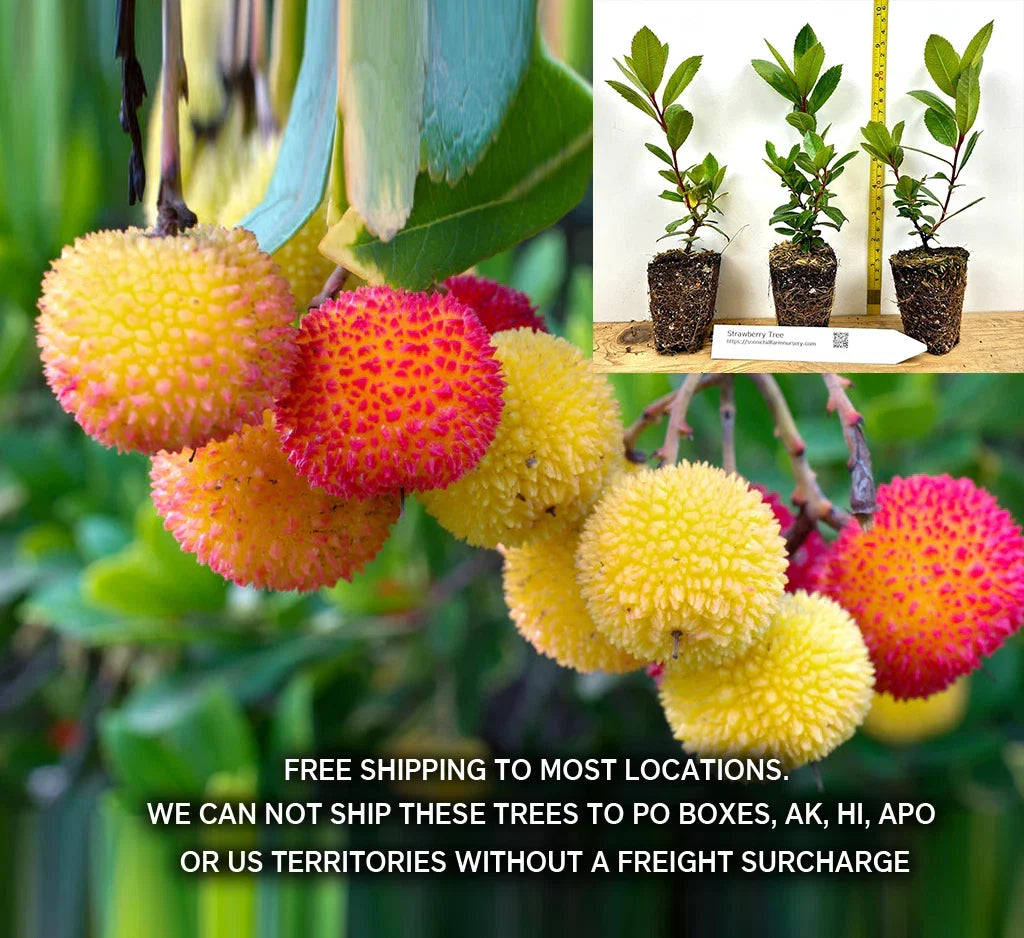 Compact Strawberry Tree Starter Plant - Evergreen Shrub with Red Fruit - Arbutus unedo 'Compacta' - Ideal for Small Gardens