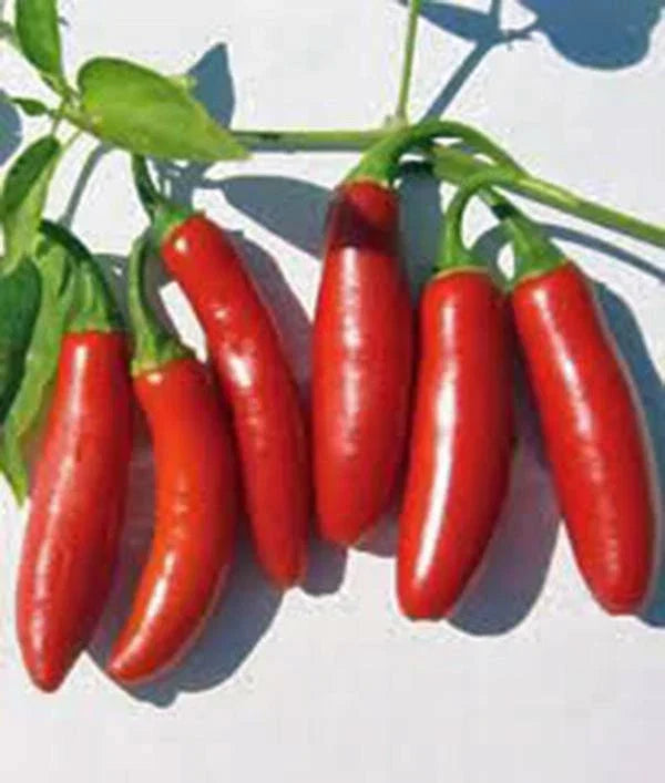 Serrano Pepper Seeds - 100 Heirloom Non-GMO Hot Chile Peppers, Capsicum annuum for Spicy Gardening