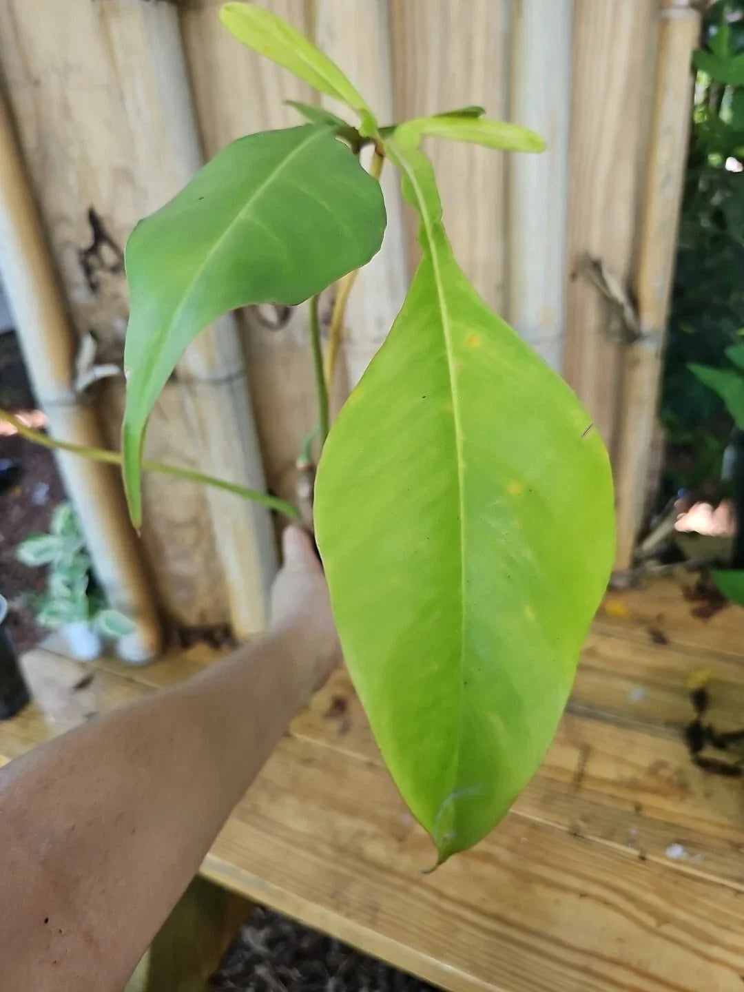 Philodendron Joepii XL Mature Plant 3.5" Pot - Rare Tall Aroid with Glossy Leaves, Philodendron spp.