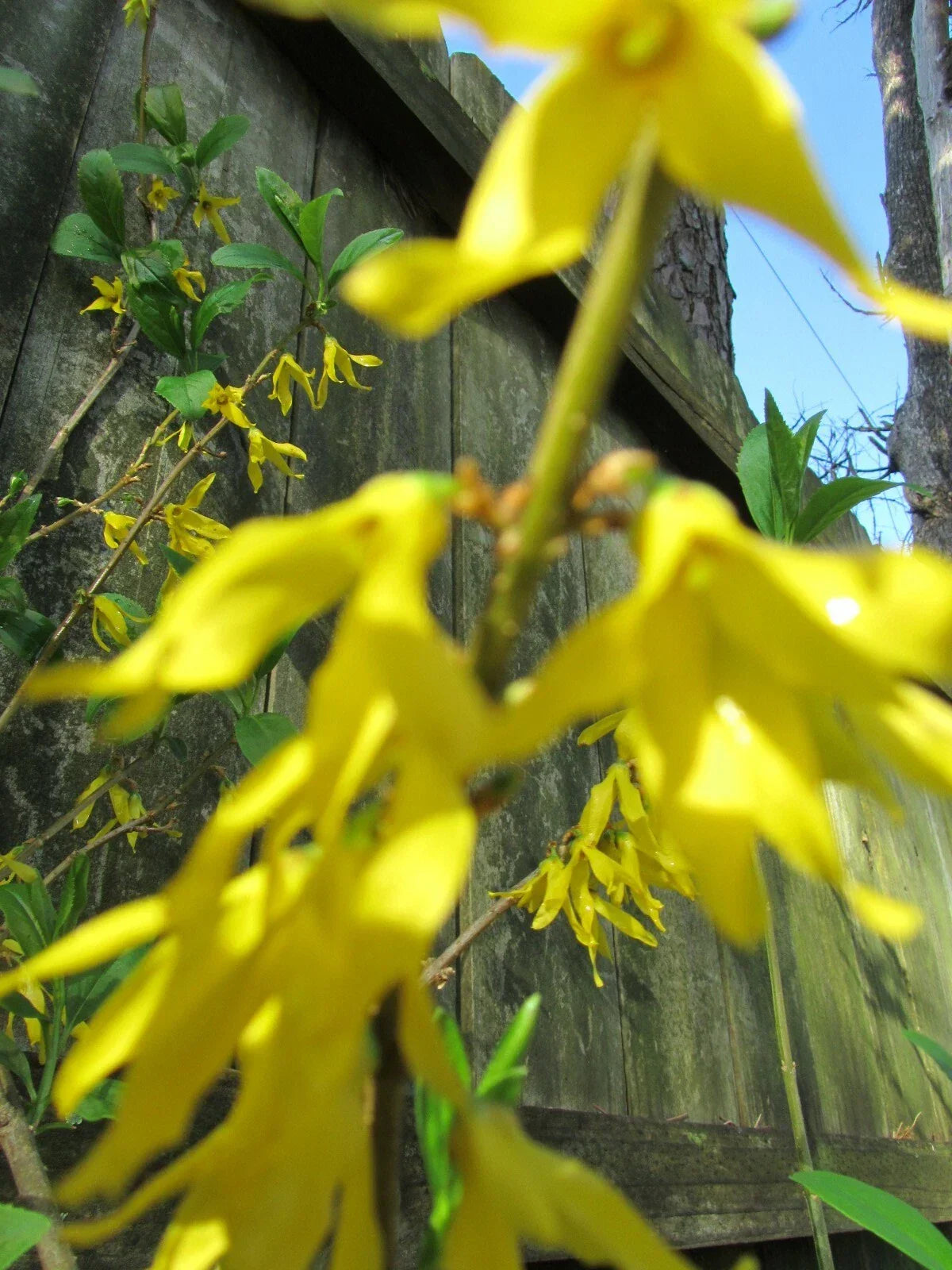 Yellow Bell Forsythia Cuttings - 5 Healthy Cuttings - Forsythia x intermedia - Hardy Ornamental Bush with Planting Instructions