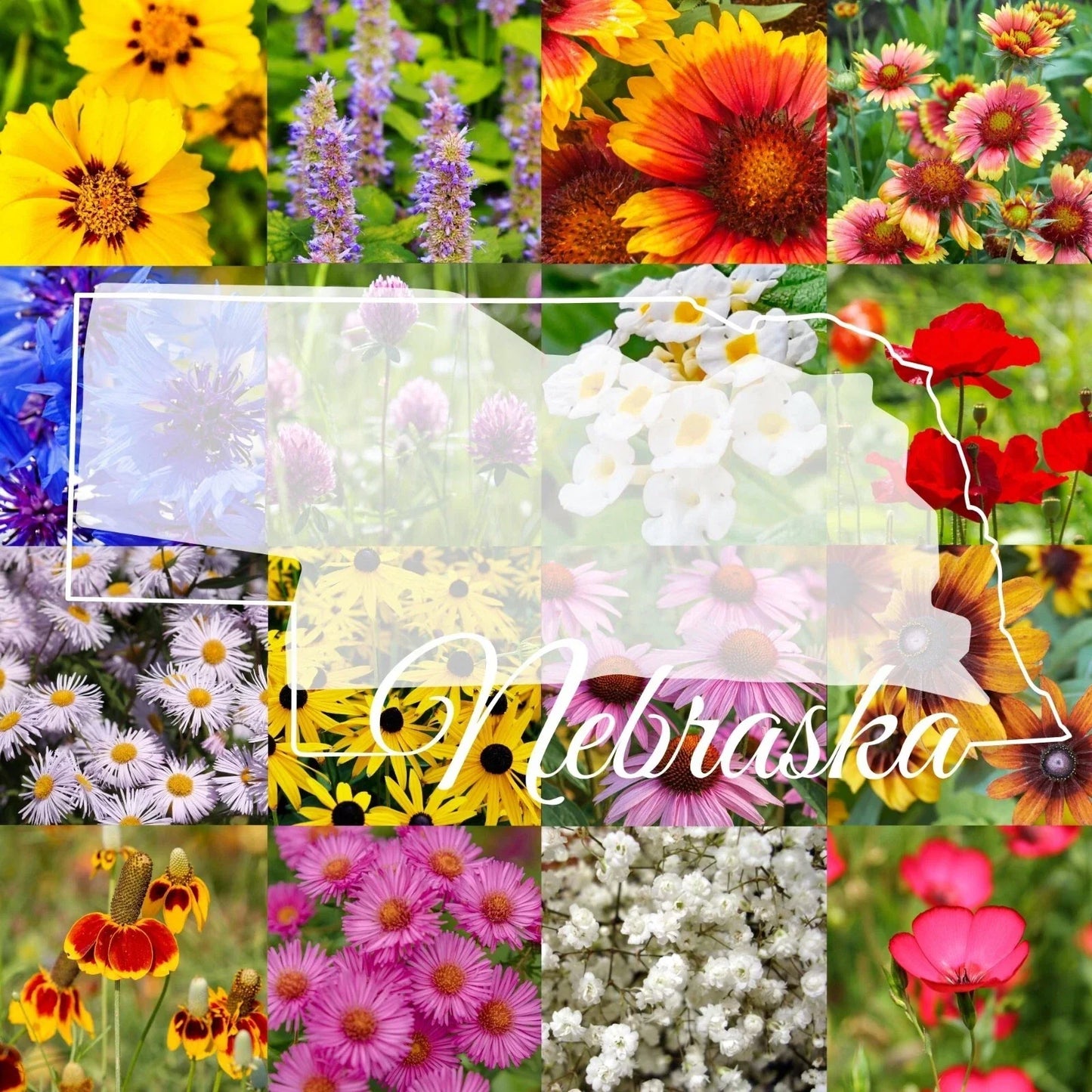 Bulk Wildflower Seed Mix 1/4LB Eastern Nebraska Blend - Native Wildflowers for Gardens (Various Species)