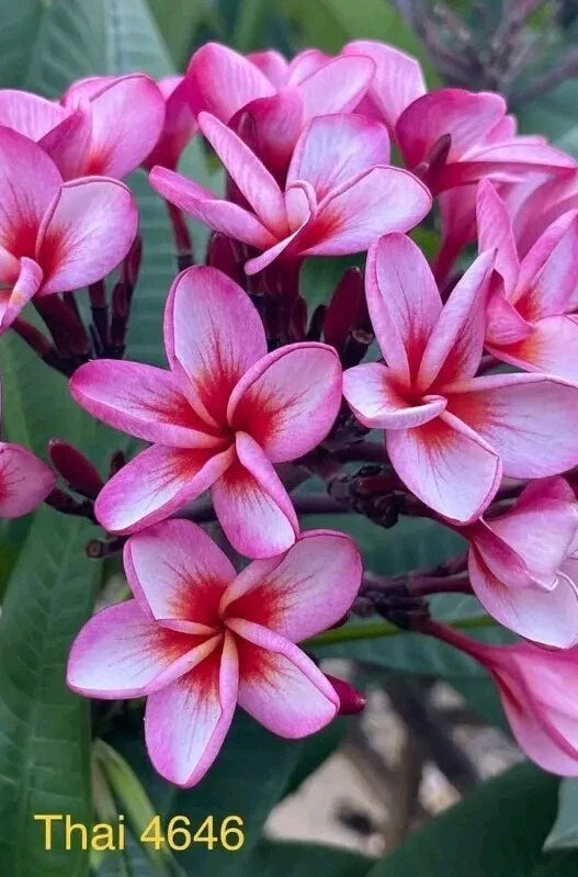 Pink Thai Plumeria Plant - 3 Inch Pot - Frangipani - Plumeria rubra - Tropical Pink Blooms - Indoor/Outdoor Gardening