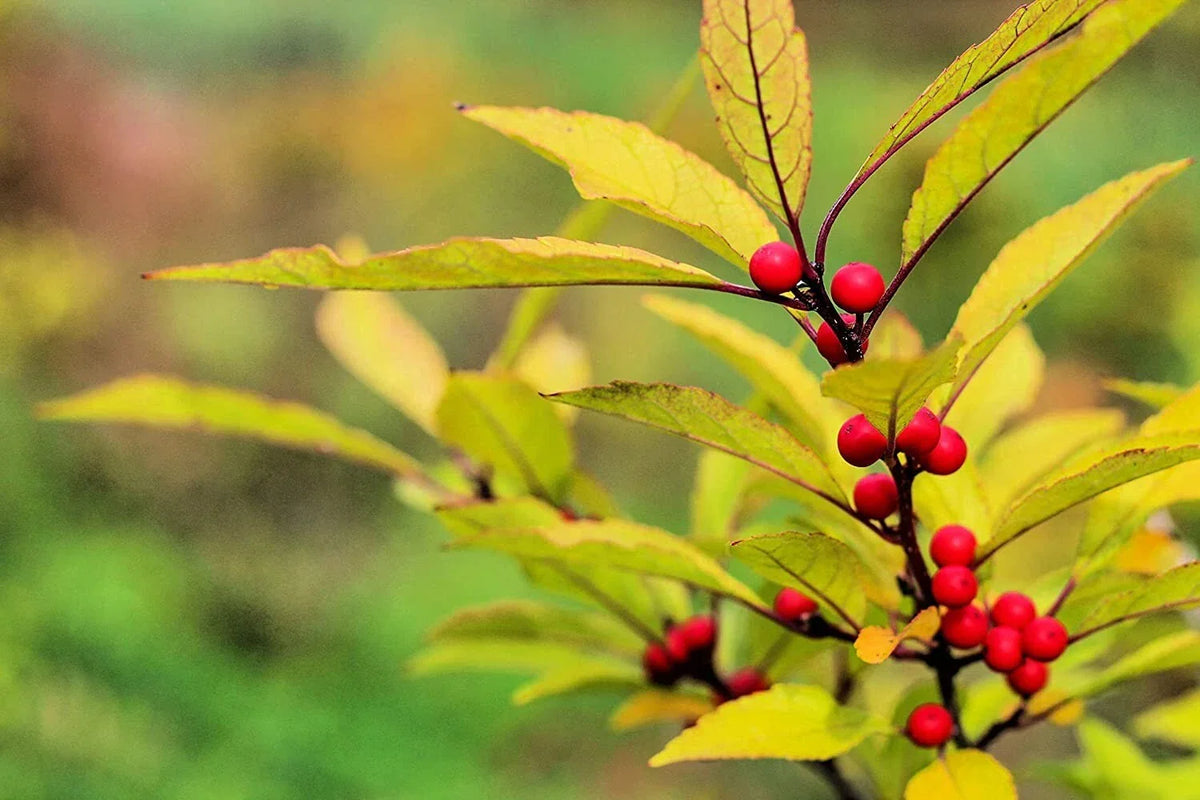 Red Huckleberry Seeds 30 Count - Vaccinium parvifolium - Hardy Fruit Seeds for Garden and Landscape