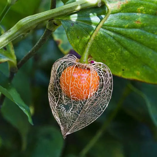 Chinese Lantern Flower Seeds - 200 Orange Seed Pods - Physalis alkekengi - Dried Flowers for Pollinators