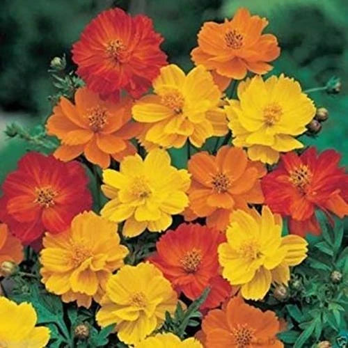 Cosmos Seeds - 1000 Pack - Bright Lights Mix - Yellow Orange Red - Cosmos sulphureus - Attracts Pollinators