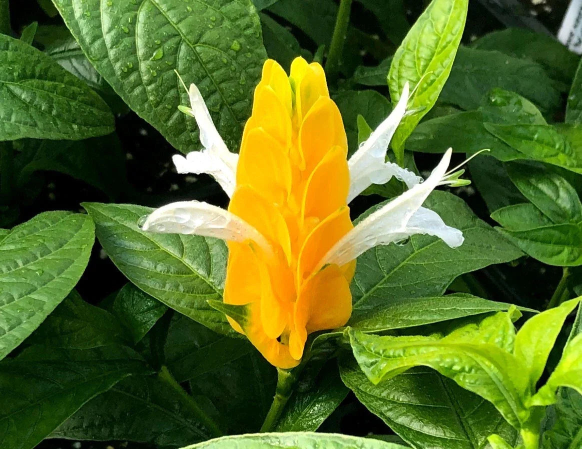 Yellow Shrimp Plant 4-6" - Pachystachys lutea - Tropical Ornamental Shrub - Bright Yellow Bracts - No Pot