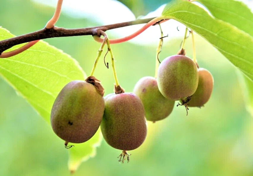 Hardy Kiwi Cuttings - 6 Seedless (4 Female + 2 Male) - Actinidia Arguta - Cold-Hardy, Fast-Growing Vine for Your Garden