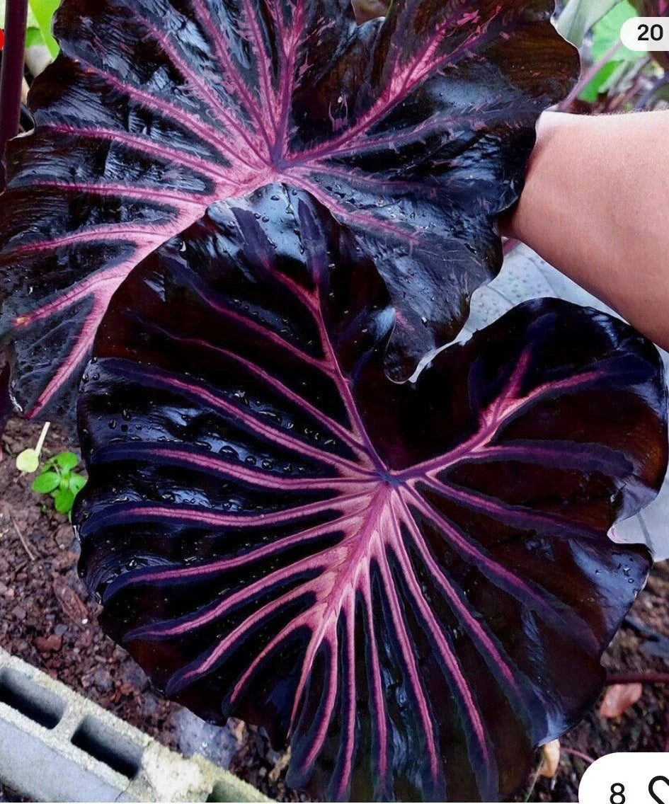 Black Lava Elephant Ear Plant - Small Rooted Starter - Colocasia esculenta - Tropical Houseplant - Dark Foliage