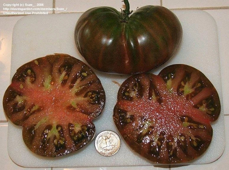 Black From Tula Tomato Seeds - 10+ Heirloom Non-GMO - Rare Variety (Solanum lycopersicum) for Home Garden & Containers