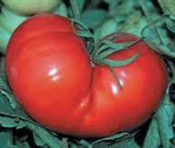 Heirloom Tomato Seeds - Red Ponderosa, 500 Seeds, Non-GMO, Large Tomato Variety, Perfect for Home Gardens