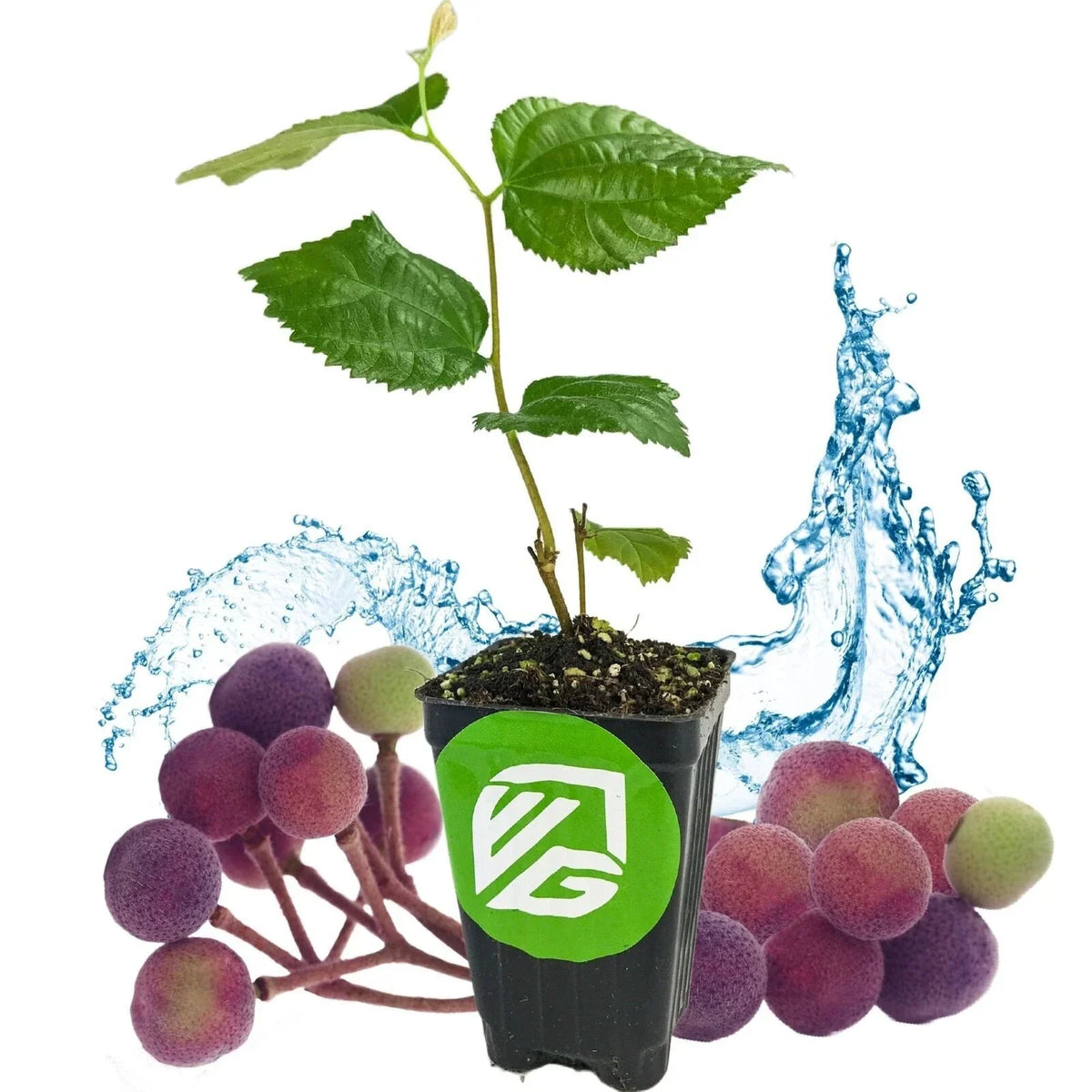 Sherbet Berry Live Plant - 3-Inch Pot - Grewia asiatica - Fresh Green Foliage - Edible Berries - Tropical Garden Accent