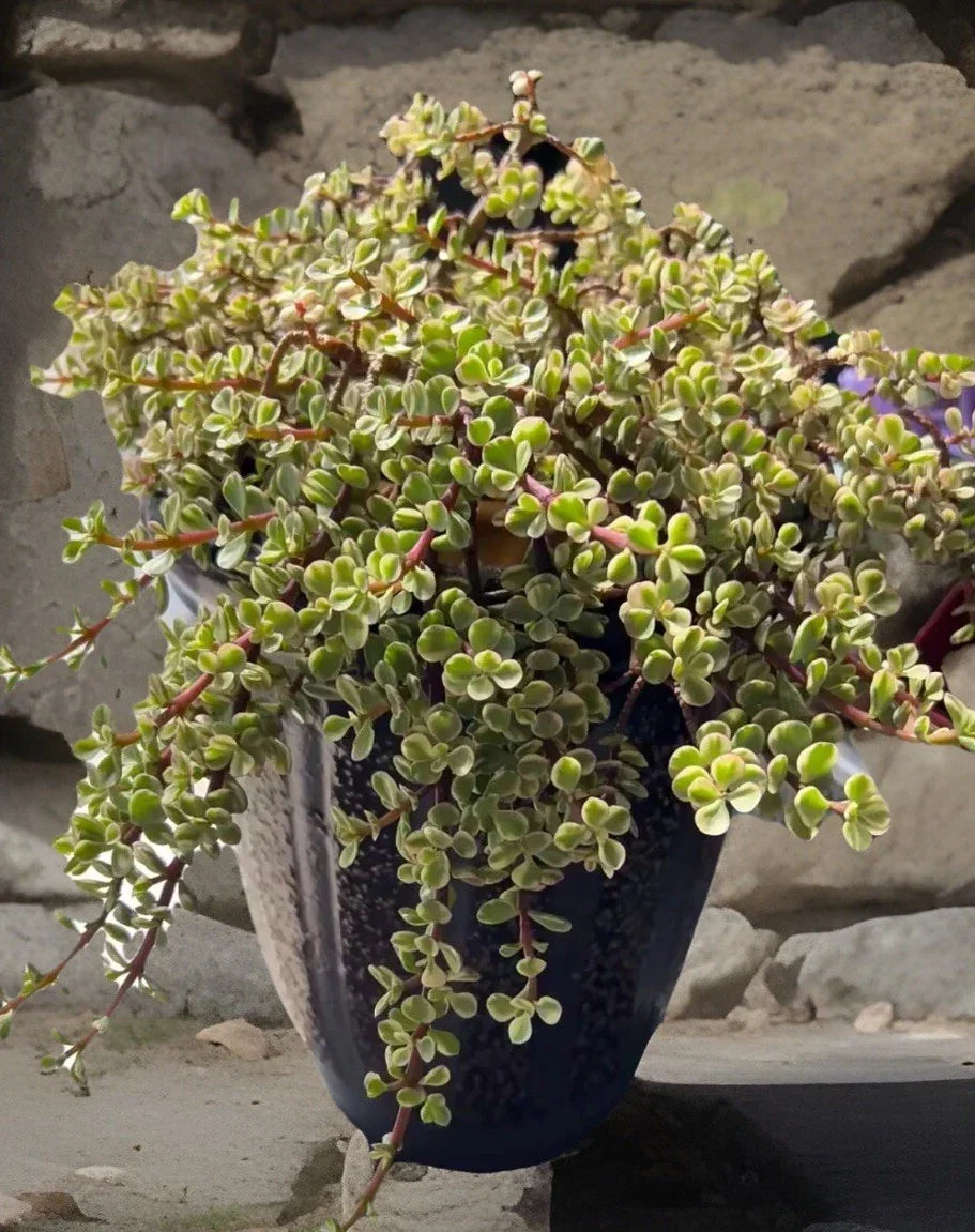Rainbow Variegated Elephant Bush Cuttings - 2 Healthy Portulacaria afra Dwarf Jade Plant Cuttings for Propagation and Indoor Gardening