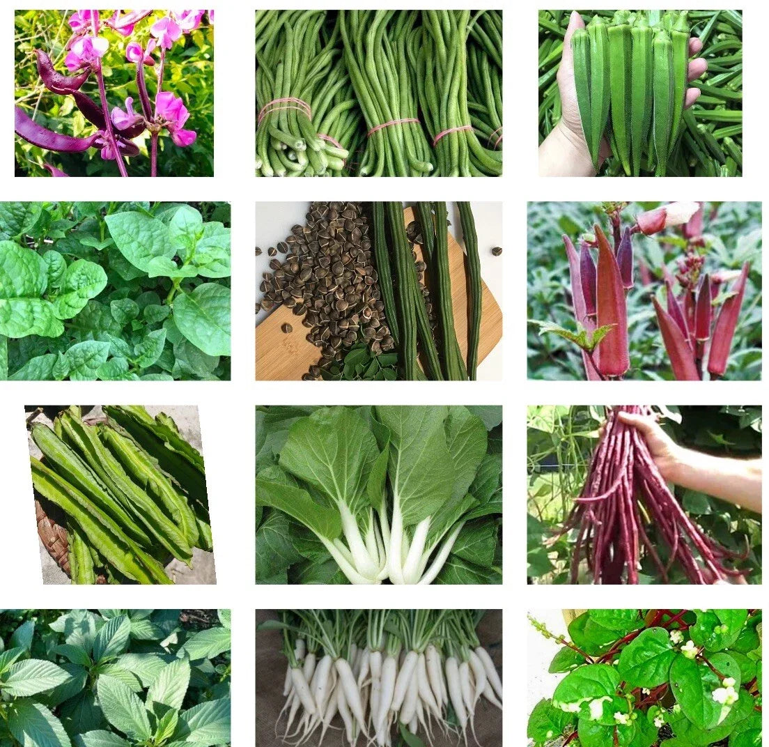 15 Packets Asian Vegetable Seeds - Bittermelon, Hyacinth Bean, Winged Bean & More - Non-GMO Heirloom Varieties