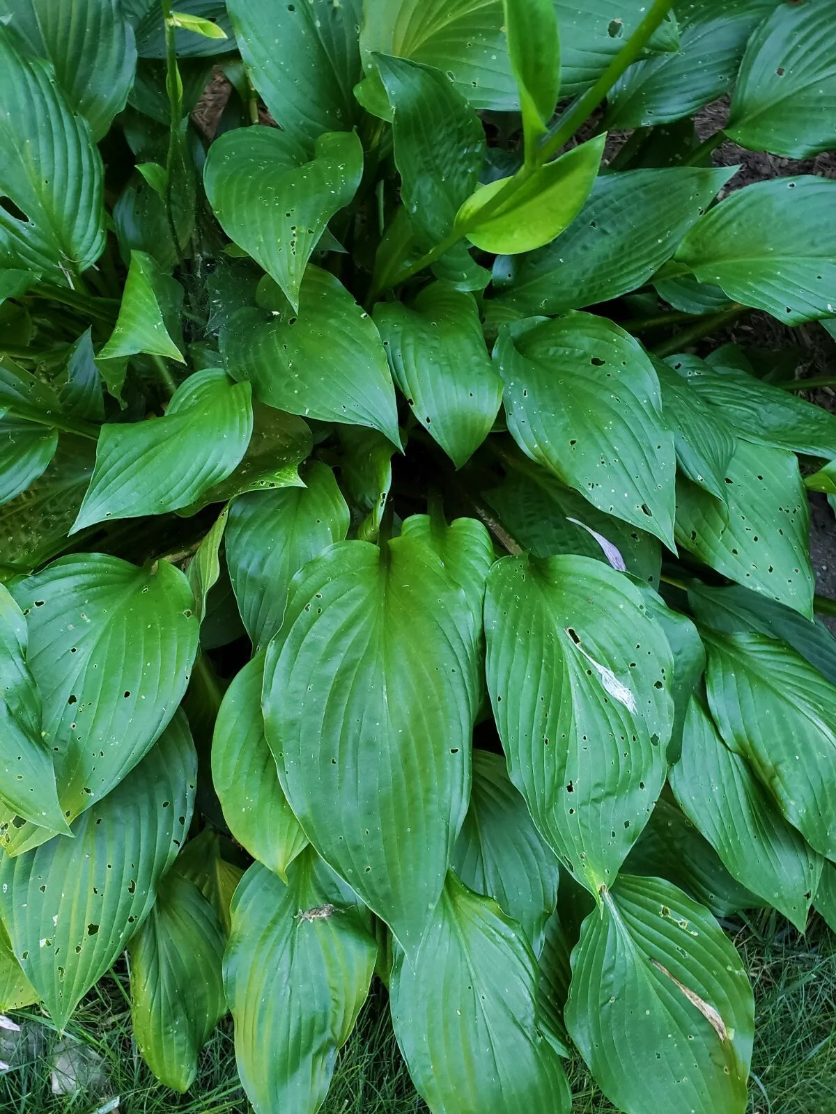 Hosta Live Plant Roots 5 Count - Bare Root Perennial for Sun/Shade - Hosta spp. - 4-5 Inch Cut Stem, Guaranteed to Grow