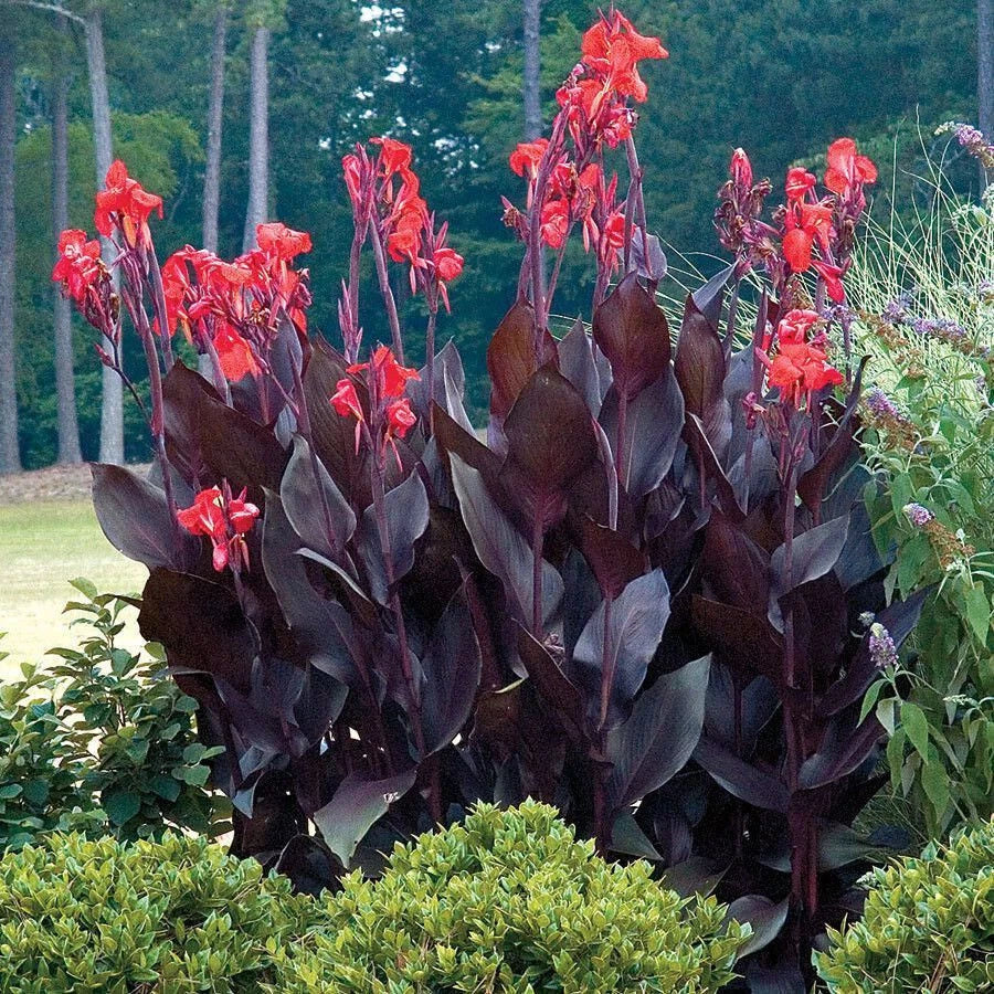 Canna Lily Bulbs - 3 Red Flower Bulbs with Purple Leaves, Canna indica, Hardy Tropical Plant for Zones 6-10