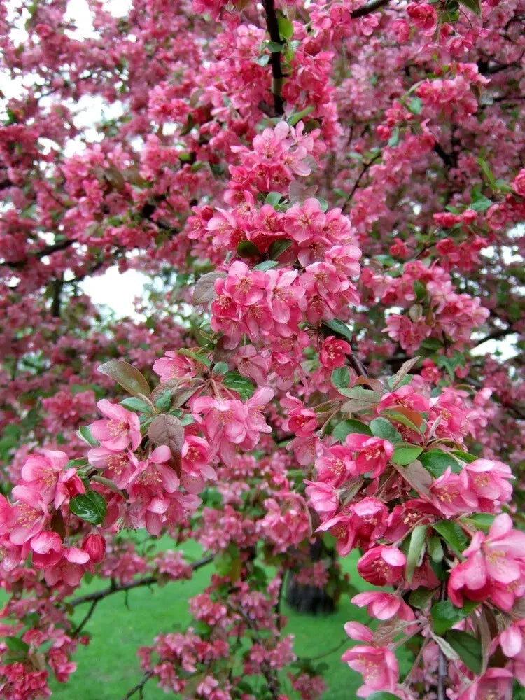 Adams Crabapple Seeds - 25+ Premium Seeds for Planting - Malus coronaria - Attract Pollinators, Easy to Grow, USA