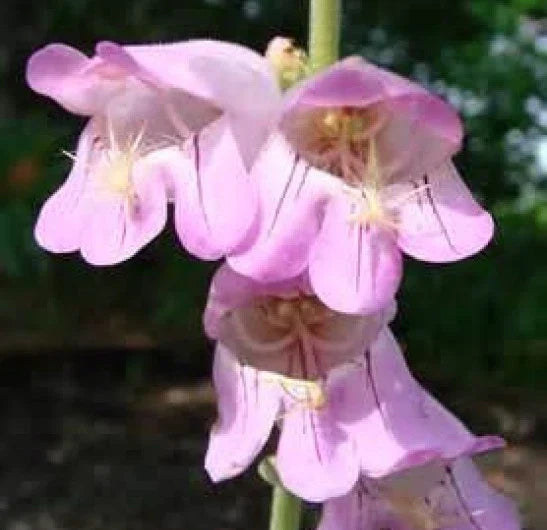 Palmer's Penstemon Seeds - 100 Fresh Seeds - Penstemon palmeri - Drought-Tolerant Wildflower for Pollinator Gardens