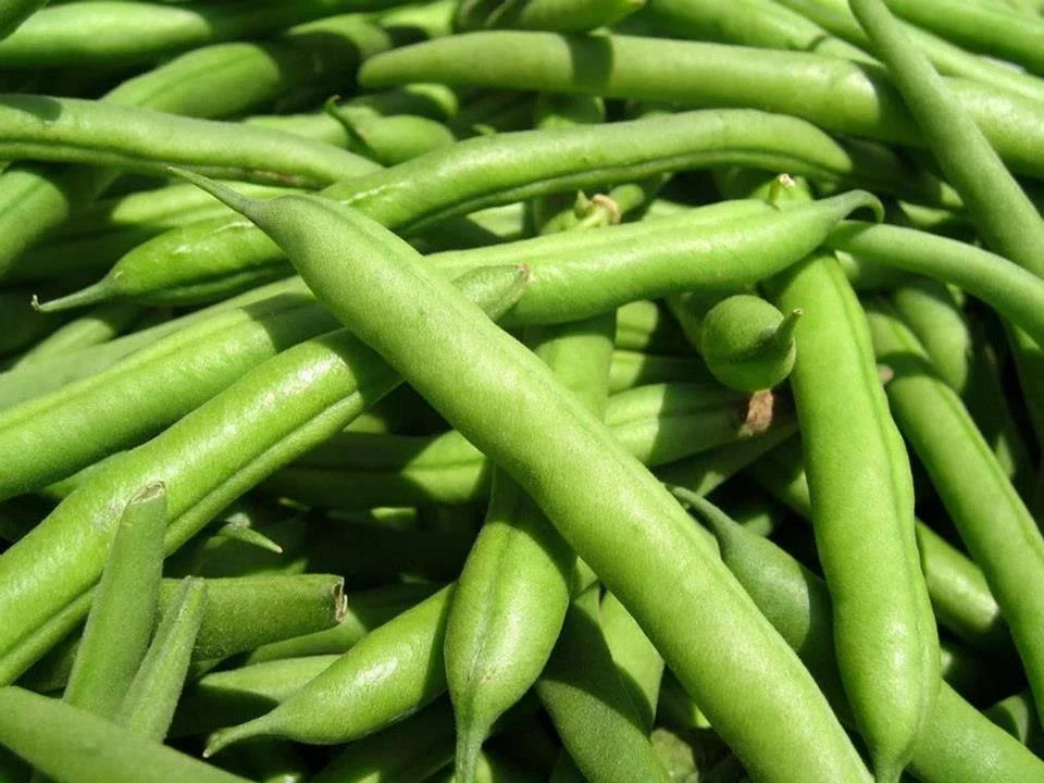 Green Bean Seeds - Landreth Stringless Variety - Non-GMO, Fresh, Phaseolus vulgaris - 50 Seeds for Home Gardening