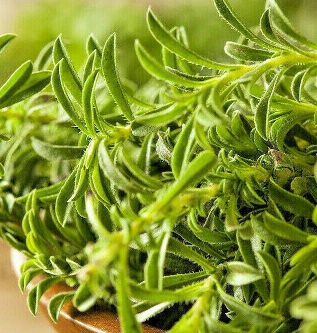 Summer Savory Seeds | 200 Count Packet | Satureja hortensis | Non-GMO Culinary Herb for Gardens and Containers