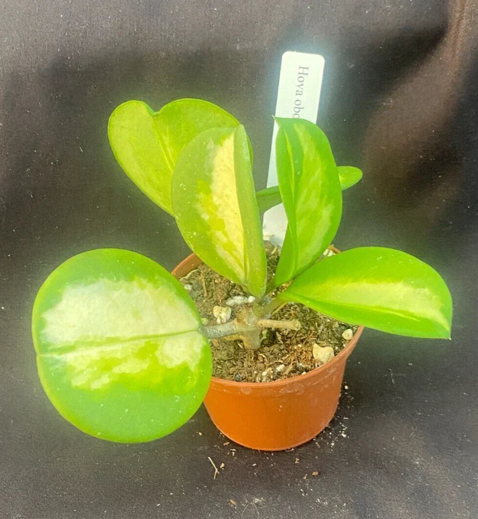 Hoya Obovata 'Picta' Rooted Plant 2.5" Pot - Thick Round Leaves, Easy Care Indoor Houseplant, Hoya obovata