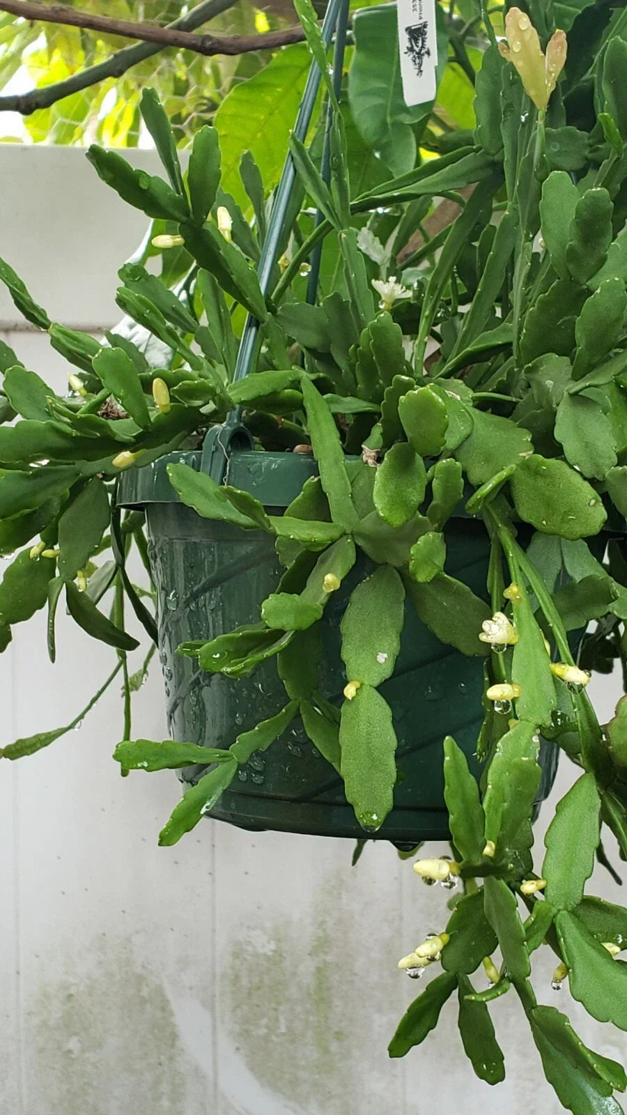 Rhipsalis Cuttings - 4 Inches - Orchid Cactus - White Blooms - Rhipsalis aff. goebeleana - HTF Rare Variety for Collectors