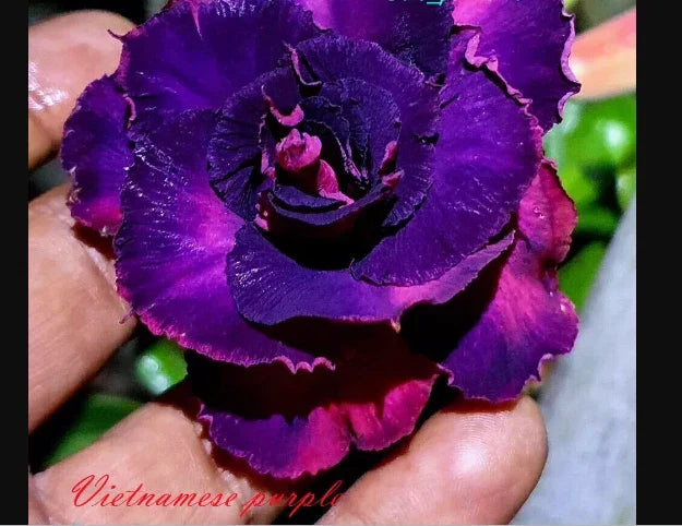 Desert Rose Seedling - Small Vietnamese Purple - Adenium Obesum - Rooted 4-6 Inches - Exotic Flowering Plant
