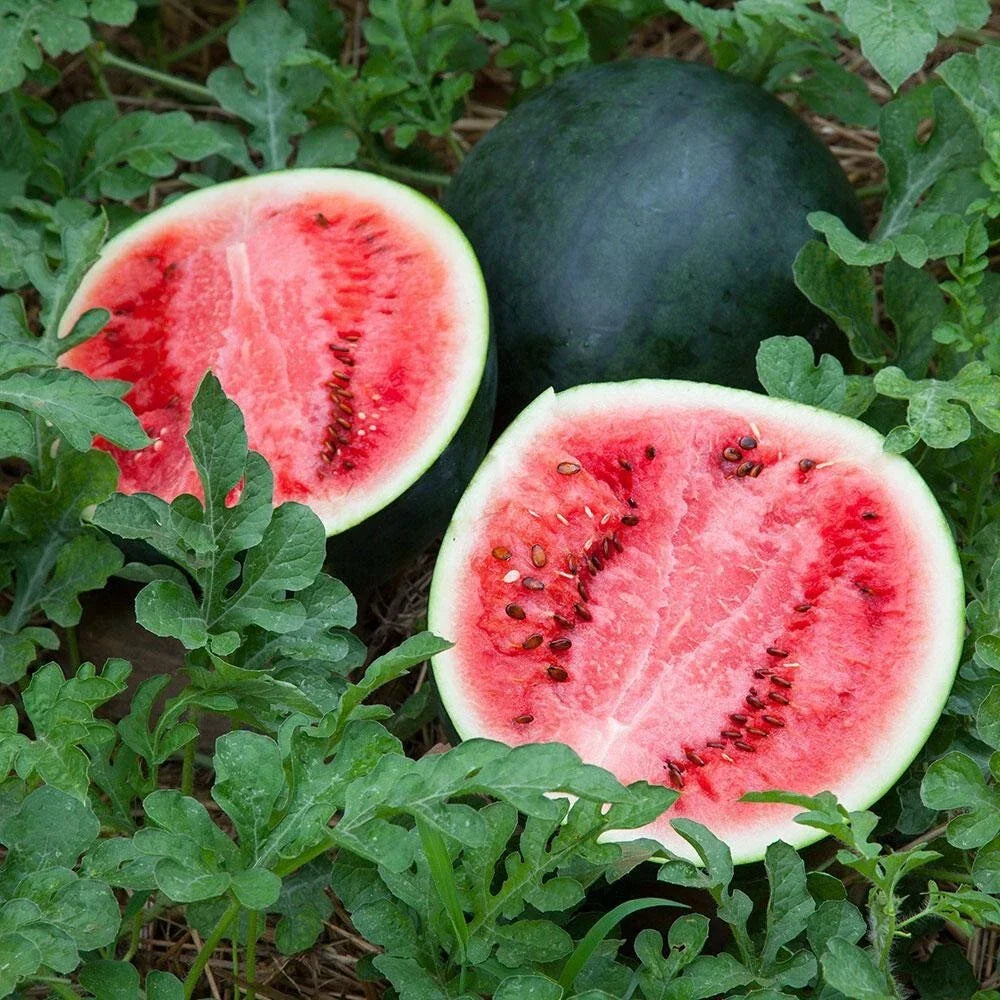 Sugar Baby Watermelon Seeds - 25+ Heirloom Non-GMO - Citrullus lanatus - Sweet, Round Fruit for Home Gardening