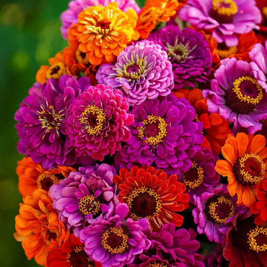 Zinnia Seeds 100 Count Purple Dream Mix - Red Double Blooms for Butterflies & Hummingbirds - Zinnia elegans