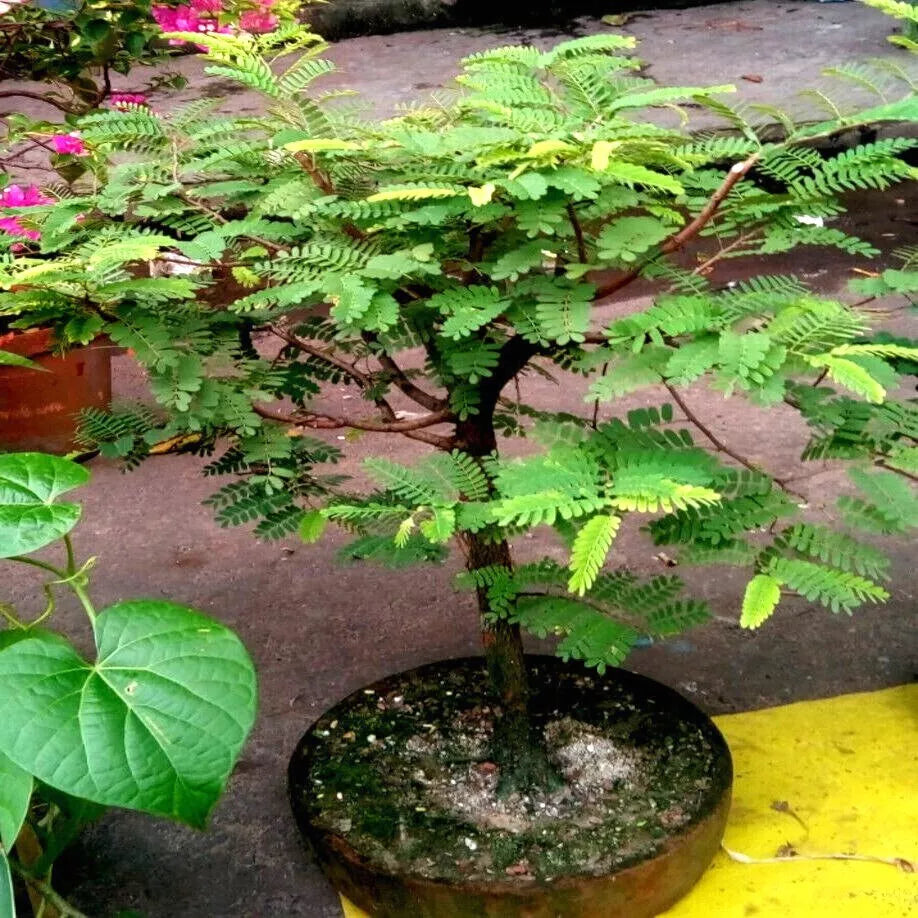 Tamarind Tree Seeds - 5 Pack - Tropical Fruit Plant - Tamarindus indica - Bonsai Variety - Easy to Grow, Fragrant Flowers