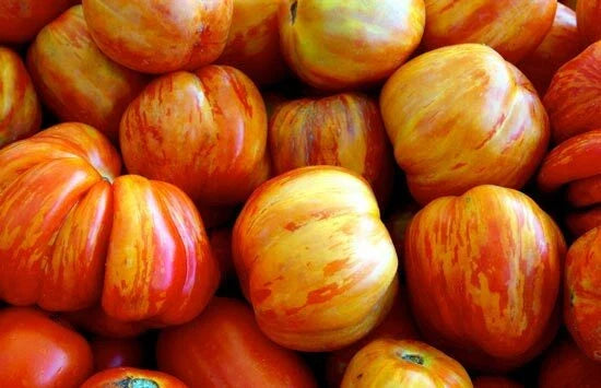 Old German Tomato Seeds Packet - Heirloom Variety for Home Gardening - Solanum lycopersicum - Non-GMO, High-Yield