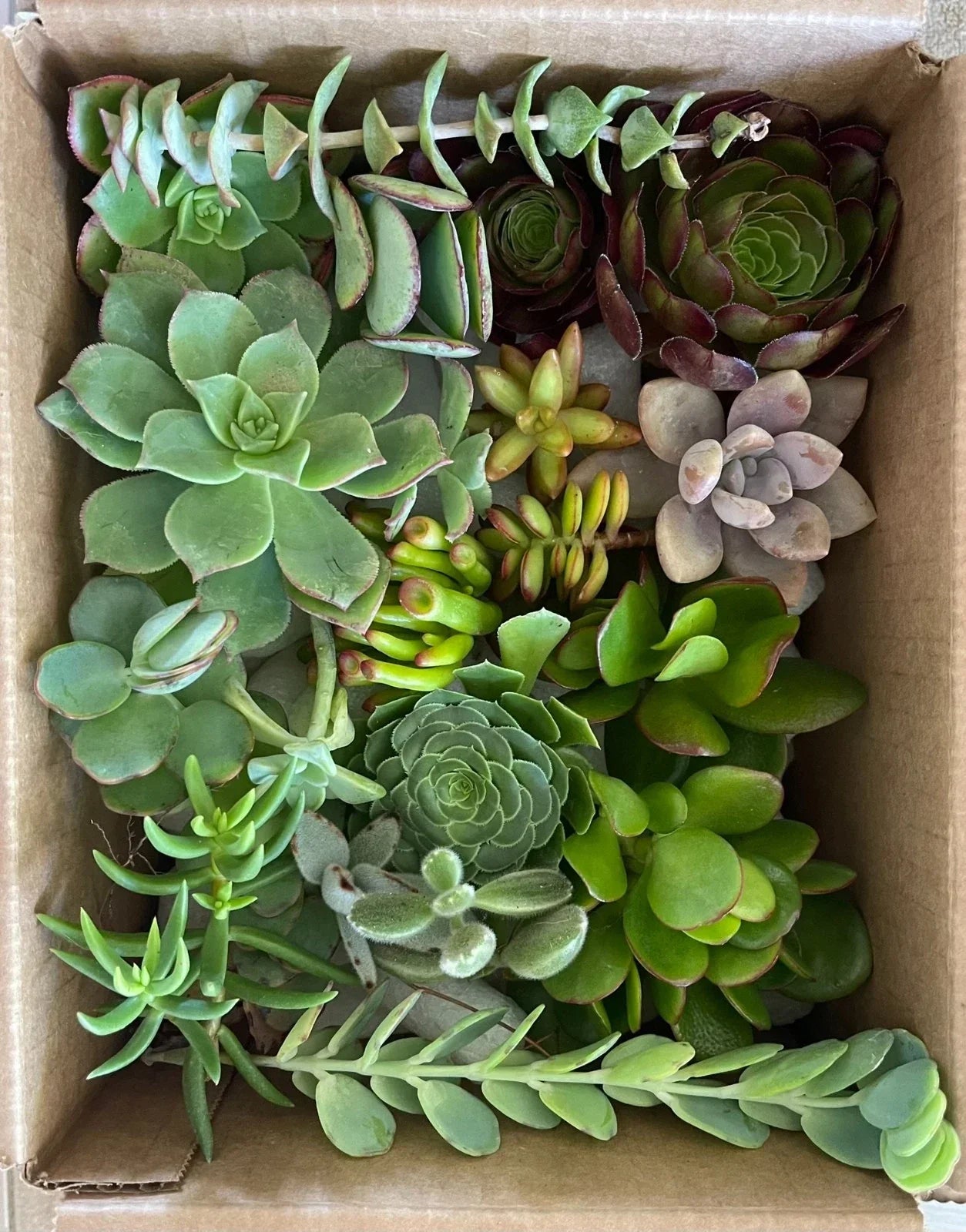 Fresh Healthy Succulent Cuttings Set - 15 Varieties - Organically Grown Succulents for Home Decor - Various Species