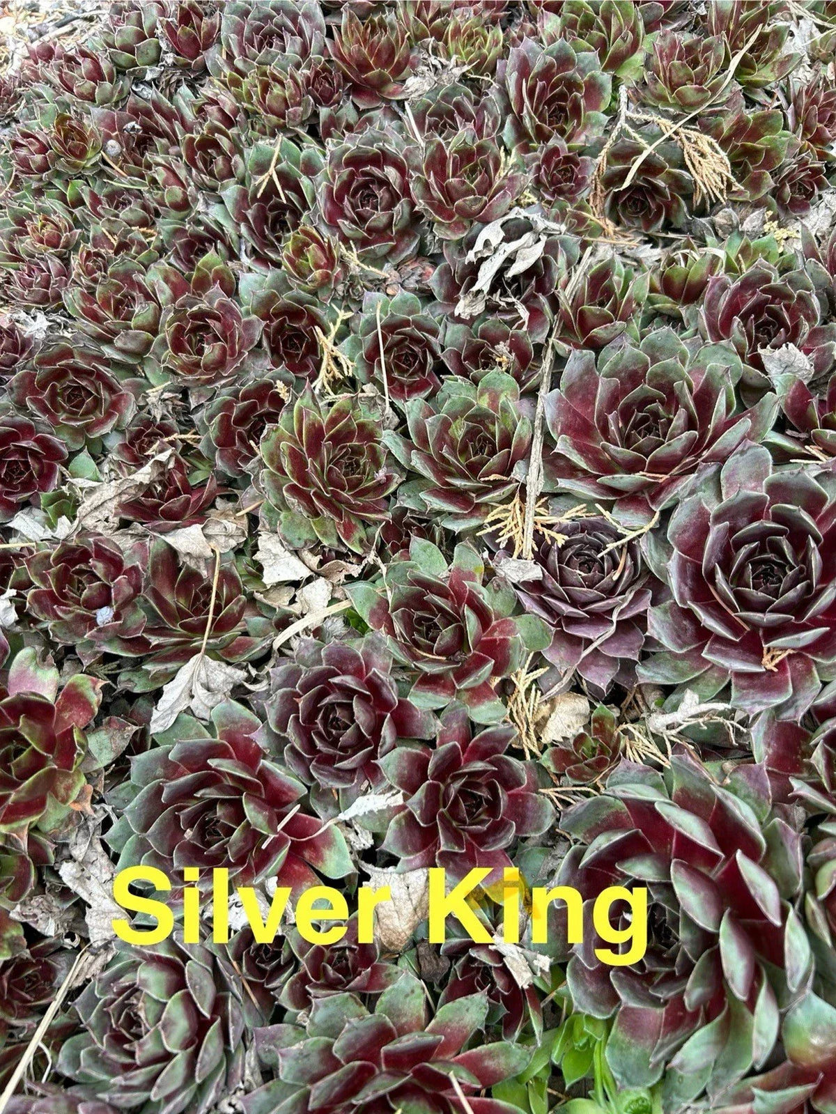 10 Live Hardy Sempervivum Silver King Succulents, Hens and Chicks, Perennial Outdoor Plants, Zones 4-8, 1/2" and Up