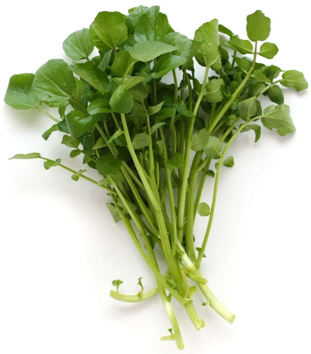 Upland Cress Seeds - 100 Count - Peppery Flavor - Lepidium sativum - Non-GMO, Easy to Grow, Ideal for Salads & Garnishes