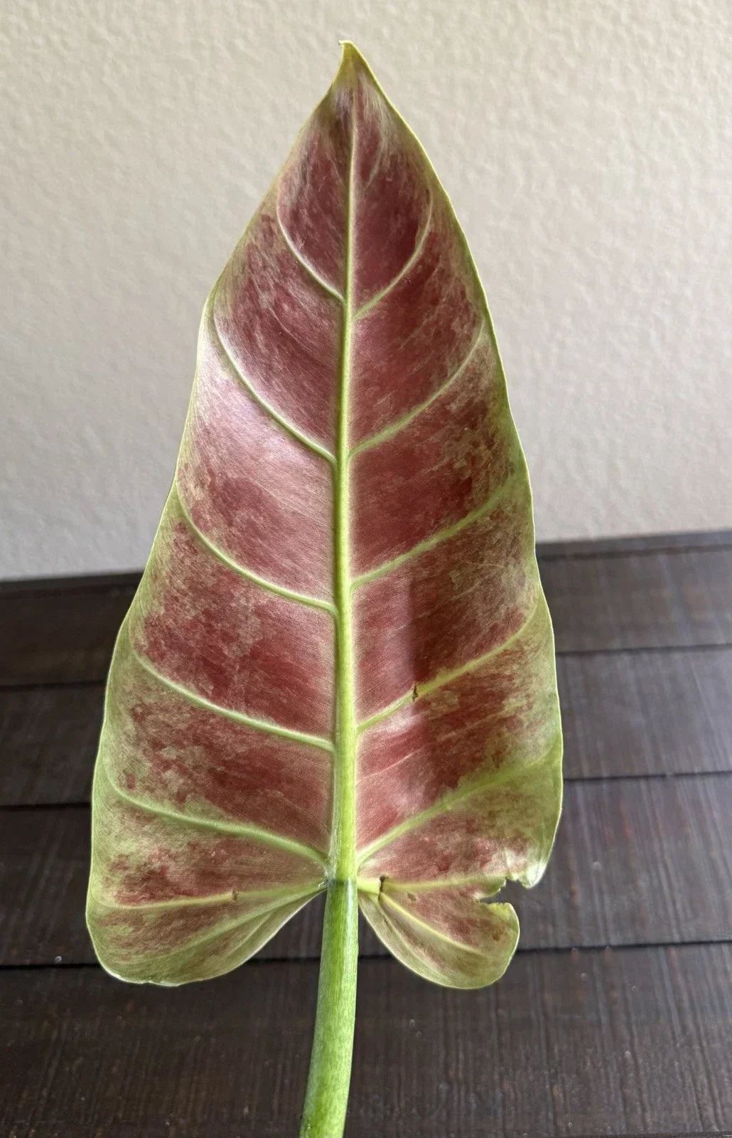 Philodendron Subhastatum Rooted Cutting - Rare Tropical Houseplant, Easy Care Indoor Plant, Philodendron subhastatum