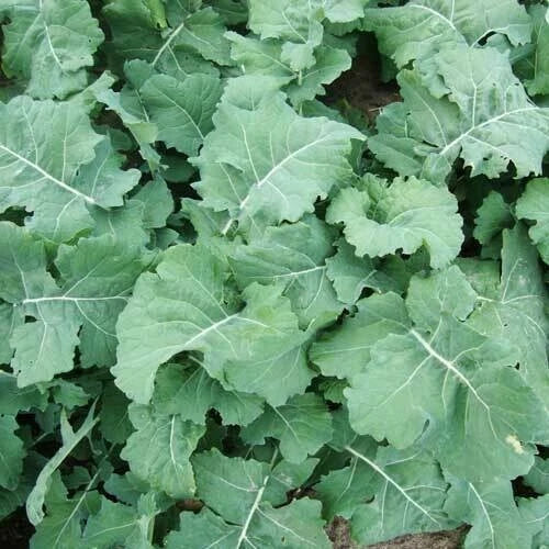 Kale Seeds 500+ Early Hanover Green Vegetable Brassica oleracea for Garden Salad and Cooking