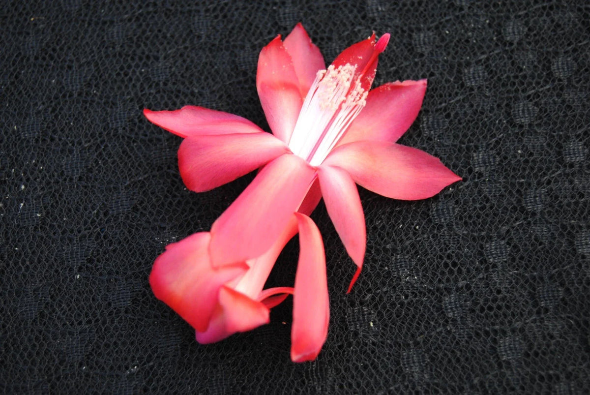 Christmas Cactus Starter Plant - Small Bolero Variety - Healthy Rooted Schlumbergera truncata - Indoor/Outdoor Blooming Plant