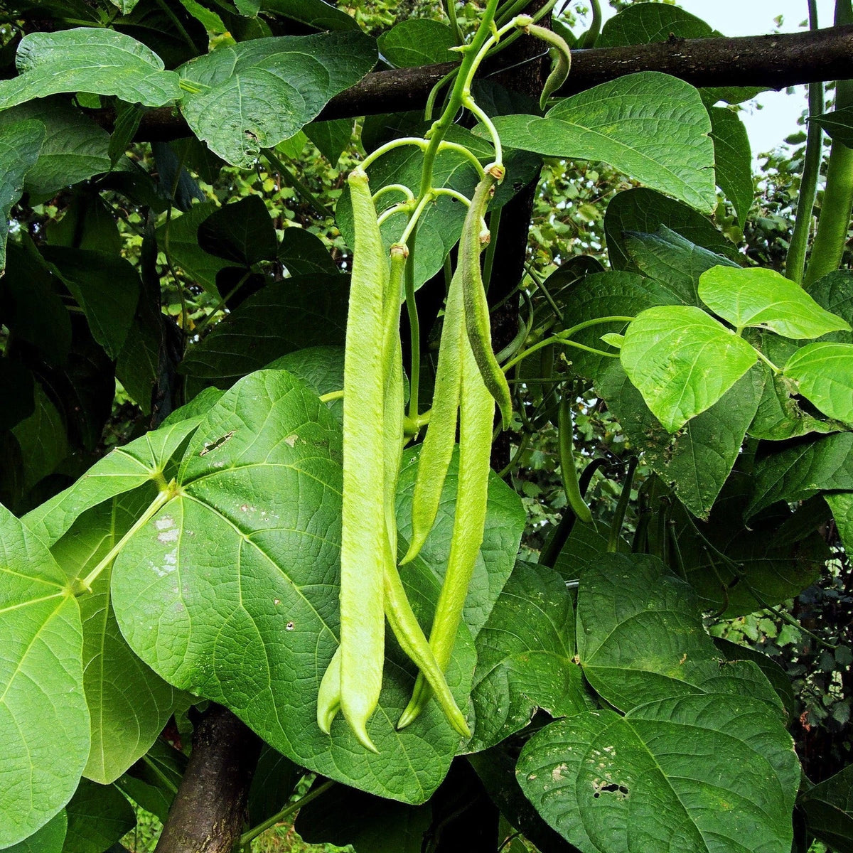 White Half Runner Bean Seeds - Organic Pole Variety - Phaseolus vulgaris - Ideal for 2025 Planting - Non-GMO - 50 Seeds
