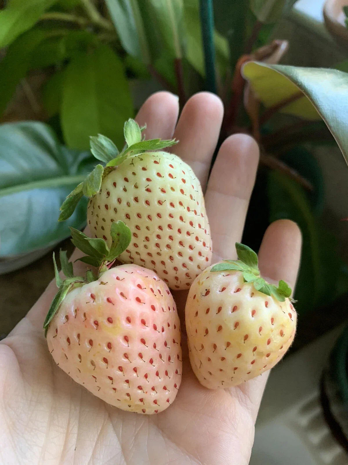 Pineberry White Strawberry Seeds - 100 Organic Seeds for Edible Garden - Fragaria x ananassa - Unique Sweet Fruit