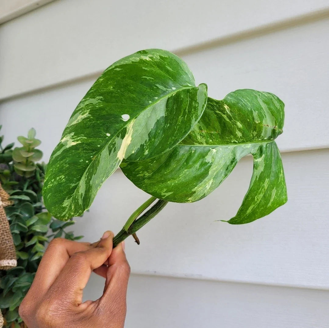 Rare Live Plant Cutting - Rooted Variegated Albo Pothos - Epipremnum Pinnatum Variegated - Indoor Houseplant Cutting