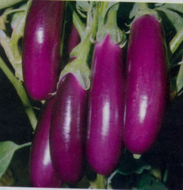Long Purple Eggplant Seeds - Heirloom Variety for Planting - Solanum melongena - Fresh Non-GMO Seeds for Home Garden
