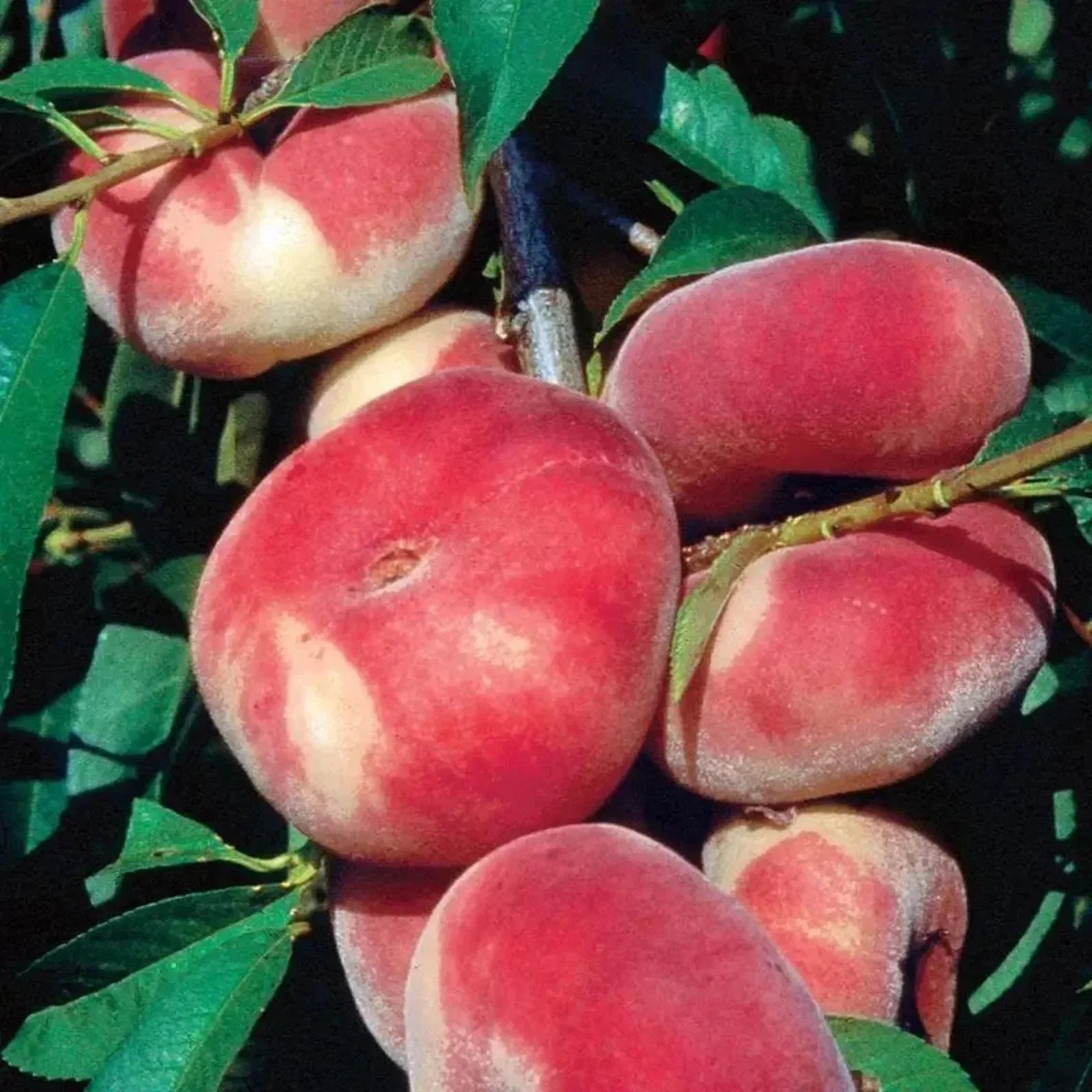 Rare Japanese Donut Peach Cuttings, 3 Healthy Rooting/Grafting Cuttings, Prunus persica var. doughnut, Sweet Flavor