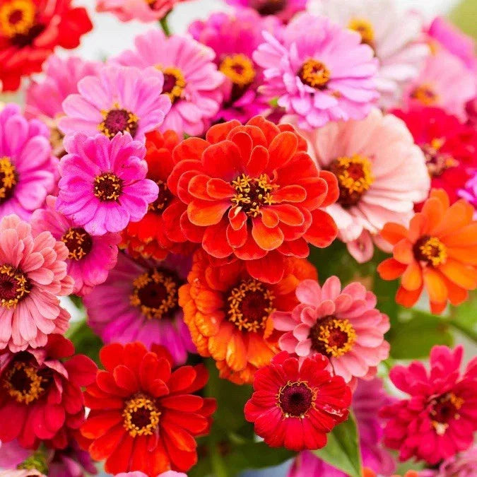Dahlia Flowered Zinnia Seed Mix - 110 Seeds - Colorful Blend - Zinnia elegans - Easy to Grow, Attracts Pollinators