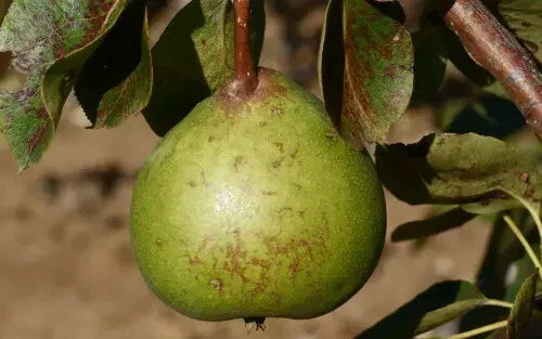 Old Home Pear Seeds 25+ Count Pyrus communis Perfect for Garden Planting USA