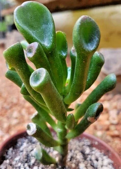 Succulent Crassula Ovata Gollum Jade 2-4" Live Money Plant Tree - Unique Tubular Leaves, Easy Care Indoor Plant