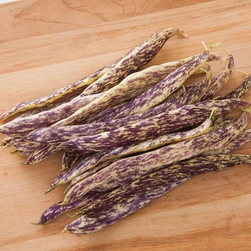 Dragon's Tongue Bean Seeds - 20 Heirloom Seeds - Purple-Streaked Pods - Phaseolus vulgaris - Easy to Grow for Gardeners