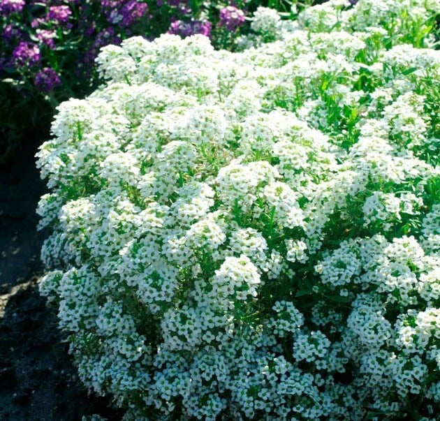 Alyssum Seeds - 500 Non-GMO TINY TIM White Groundcover, Fragrant Flowers, Sweet Alyssum (Lobularia maritima)