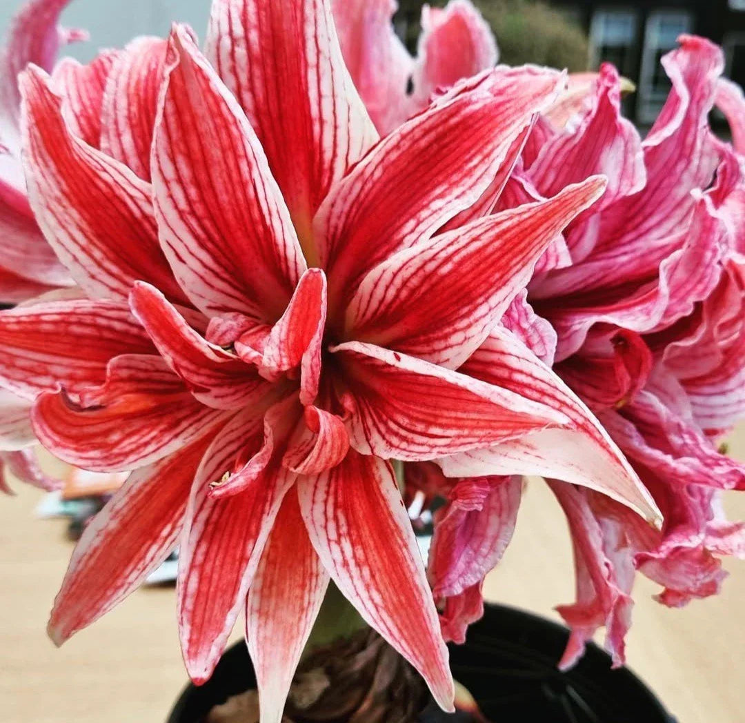 Doublet Amaryllis Jumbo Bulb 30/32cm - Red and White Variegated Flower - Hippeastrum Hybridum