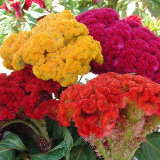 Celosia Seeds - Cristata Mix - Non-GMO Colorful Varieties - Celosia argentea - Vibrant Flower Seeds for Gardens & Arrangements